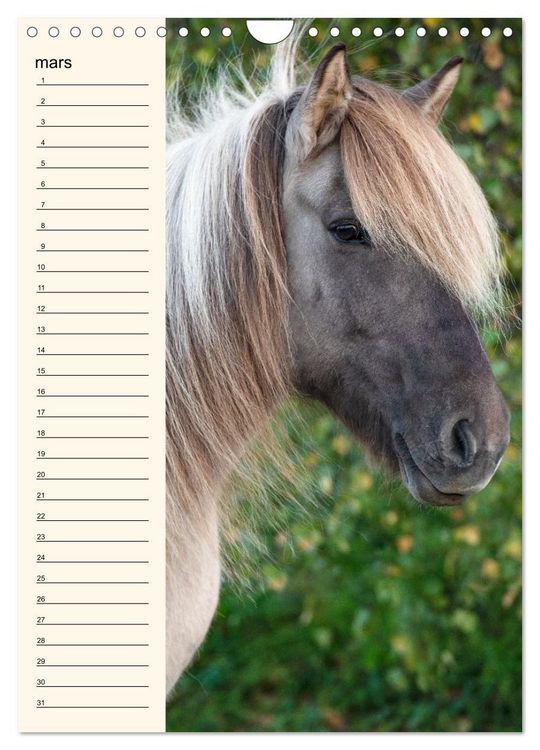 Calendrier Illustré Cheval 30x30 Cm Bouchut - Agenda Mensuel Créatif Pour Passionnés D'Équitation