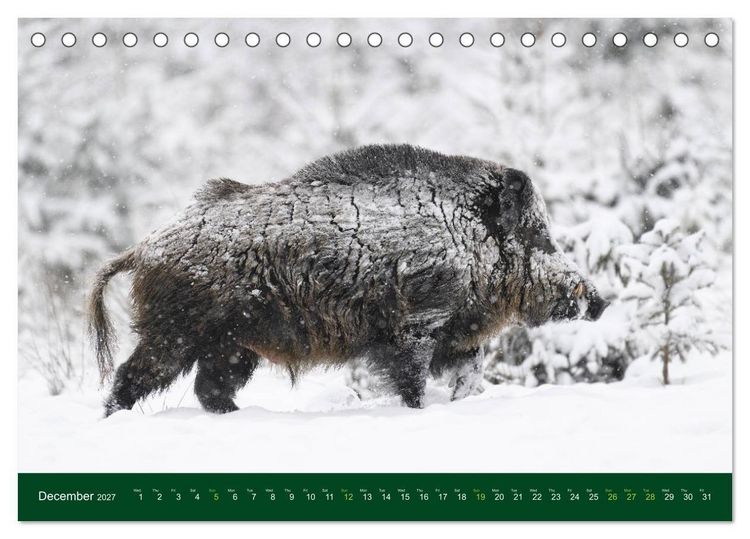 Produktbild: Wild Boars (Desk Calendar 2027 DIN A5 landscape), CALVENDO 12 Month DeskCalendar