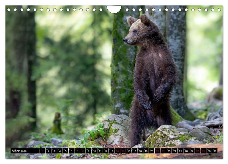 Produktbild: Lautlos in den W&auml;ldern Sloweniens (Wandkalender 2026 DIN A4 quer), CALVENDO Monatskalender