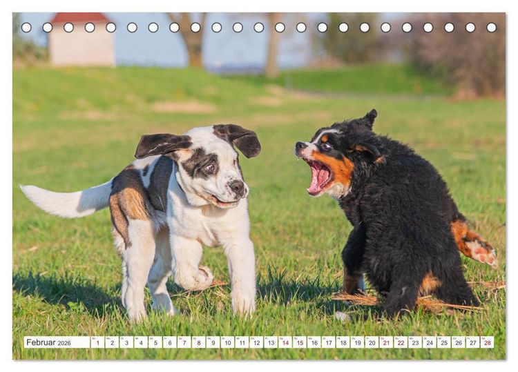 Produktbild: Unsere Freunde auf vier Pfoten - Hunde (Tischkalender 2026 DIN A5 quer), CALVENDO Monatskalender