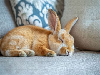 Produktbild: CALVENDO Puzzle Couch Kaninchen im Schlaf | 1000 Teile Lege-Gr&ouml;&szlig;e 64x48cm Foto-Puzzle f&uuml;r gl&uuml;ckliche Stunden