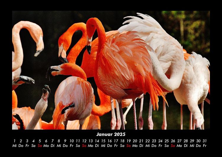 Produktbild: Welt der Tiere 2025 Fotokalender DIN A3