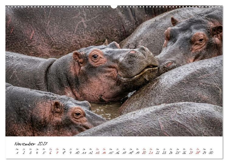 Produktbild: Better Together - Herdenmomente (hochwertiger Premium Wandkalender 2027 DIN A2 quer), Kunstdruck in Hochglanz