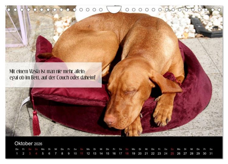 Produktbild: Magyar Vizsla - Zauberhafte Kobolde (Wandkalender 2026 DIN A4 quer), CALVENDO Monatskalender