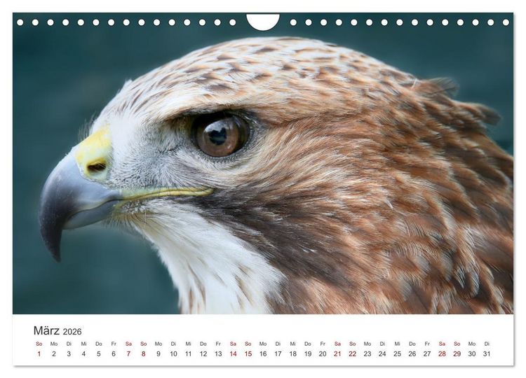Produktbild: GREIFVOGEL- UND EULENPORTR&Auml;TS (Wandkalender 2026 DIN A4 quer), CALVENDO Monatskalender