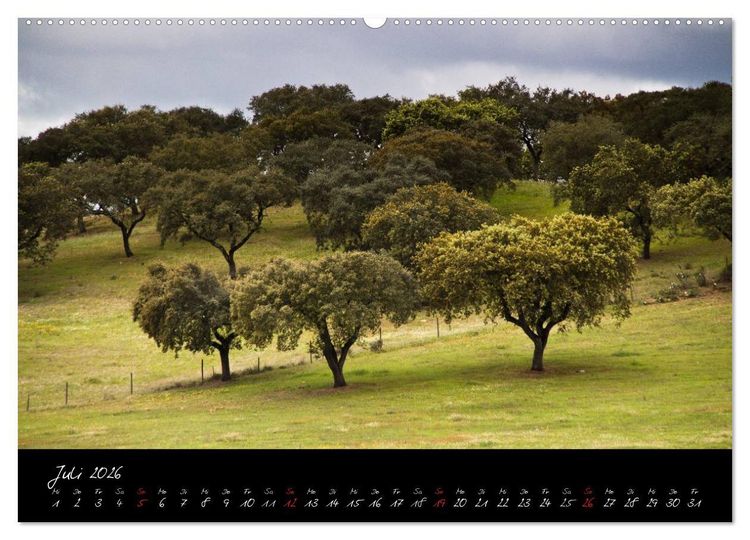 Produktbild: Wald (Wandkalender 2026 DIN A2 quer), CALVENDO Monatskalender