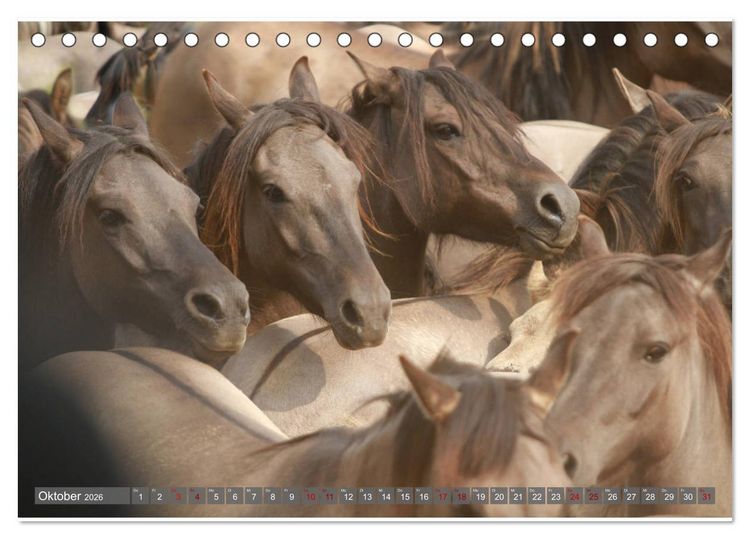 Produktbild: D&uuml;lmener Wildpferde - Wildpferde im Meerfelder Bruch (Tischkalender 2026 DIN A5 quer), CALVENDO Monatskalender