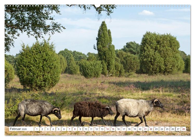 Produktbild: Die L&uuml;neburger Heide - Ausflugsziel im Norden (hochwertiger Premium Wandkalender 2026 DIN A2 quer), Kunstdruck in Hochglanz