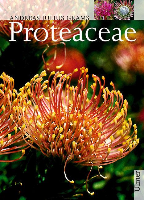 Produktbild: Proteaceae