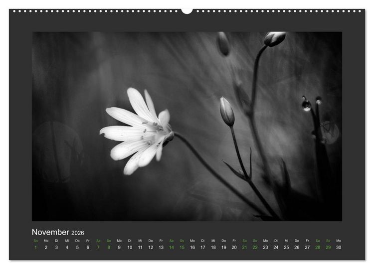 Produktbild: Pflanzen in Schwarz und Wei&szlig; (Wandkalender 2026 DIN A2 quer), CALVENDO Monatskalender