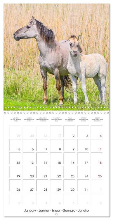 Produktbild: Konik horses (Wall Calendar 2026 12 &times; 12 Inch) CALVENDO 12 Month Wall Calendar