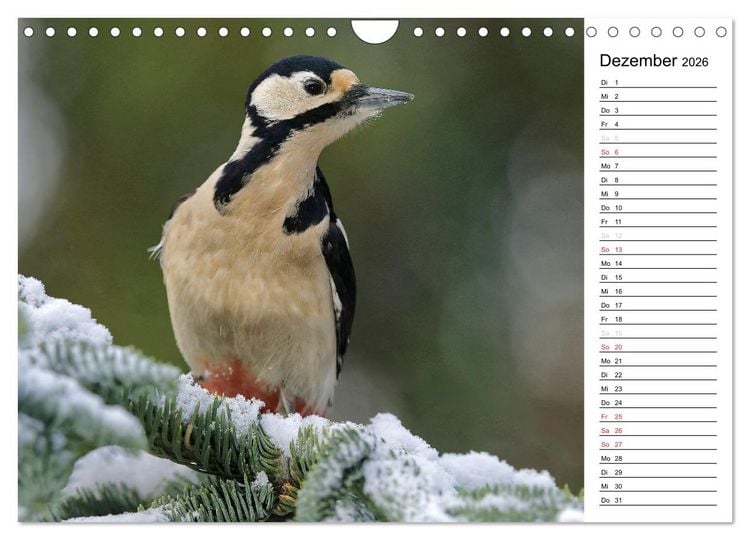 Produktbild: Unsere heimischen Gartenv&ouml;gel (Wandkalender 2026 DIN A4 quer), CALVENDO Monatskalender