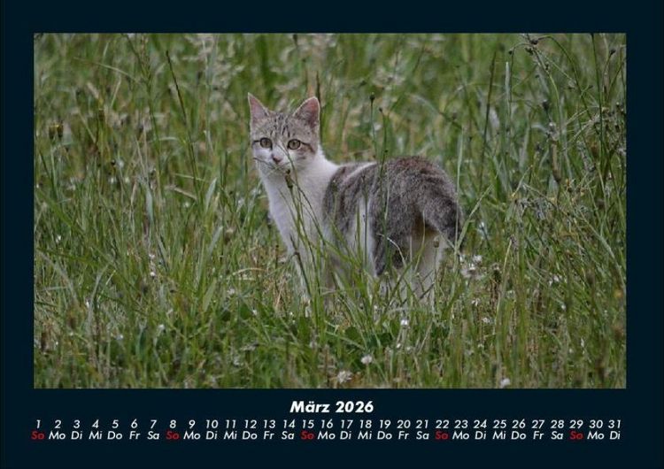 Produktbild: F&uuml;r Katzenfreunde 2026 Fotokalender DIN A4