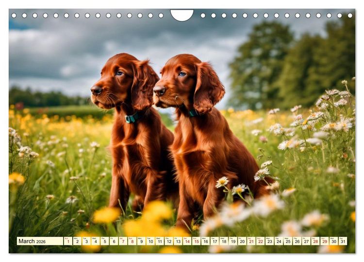 Produktbild: Irish Setter - pure grace (Wall Calendar 2026 DIN A4 landscape), CALVENDO 12 Month Wall Calendar