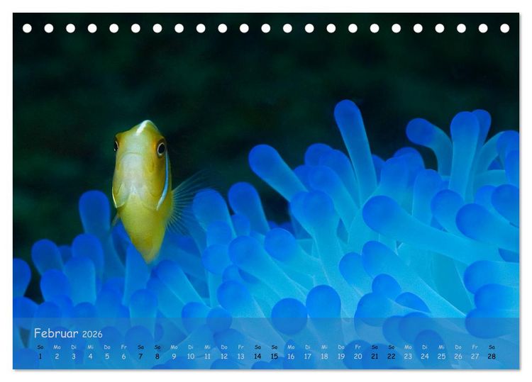 Produktbild: Anemonenfische - Streitbare Gesellen (Tischkalender 2026 DIN A5 quer), CALVENDO Monatskalender