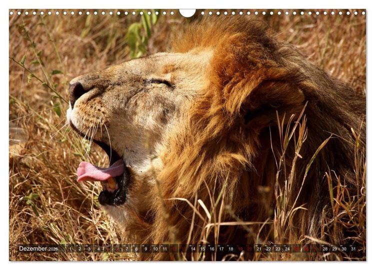 Produktbild: Afrika - Zauber der Wildnis (Wandkalender 2026 DIN A3 quer), CALVENDO Monatskalender