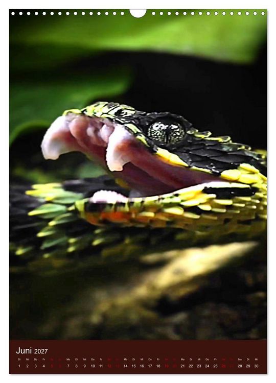 Produktbild: The Power Of Snake (Wandkalender 2027 DIN A3 hoch), CALVENDO Monatskalender