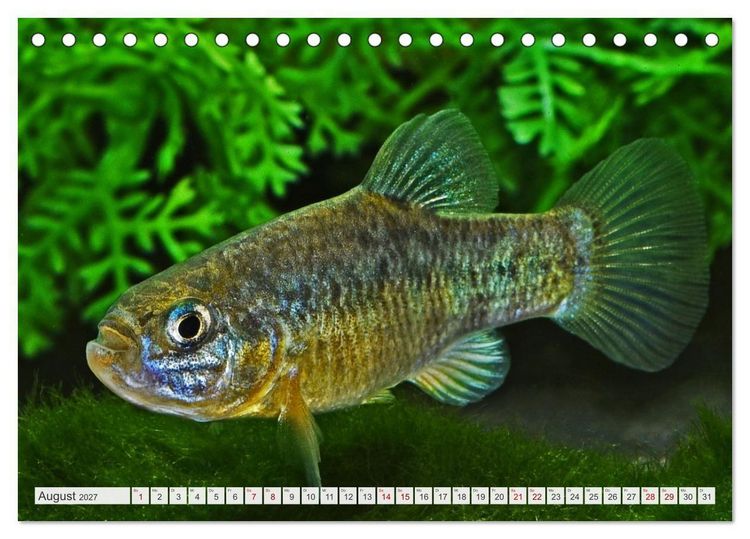 Produktbild: Outdoor-Aquaristik (Tischkalender 2027 DIN A5 quer), CALVENDO Monatskalender