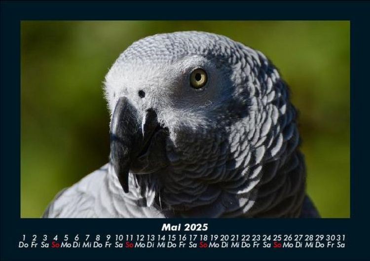 Produktbild: V&ouml;gel 2025 Fotokalender DIN A5