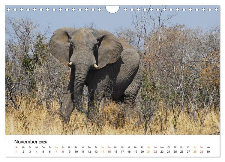 Produktbild: Elefanten Impressionen (Wandkalender 2026 DIN A4 quer), CALVENDO Monatskalender