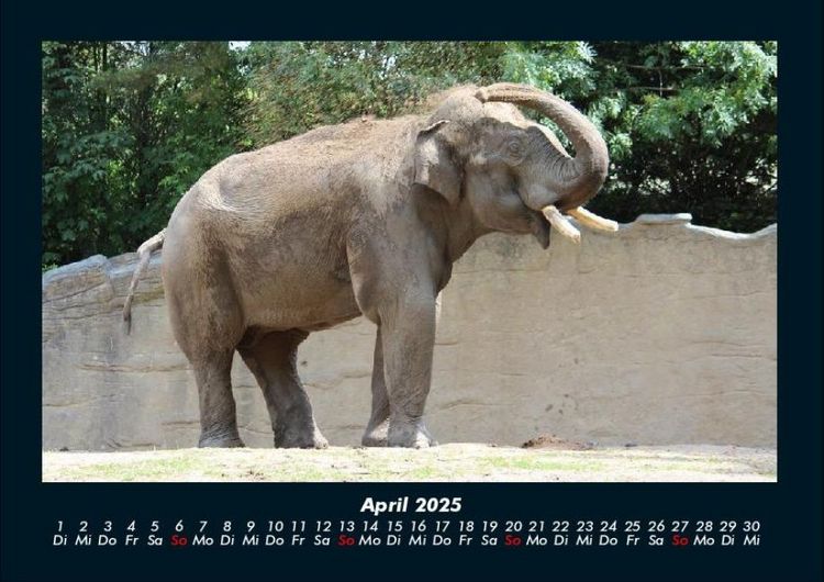 Produktbild: Zoobewohner 2025 Fotokalender DIN A4