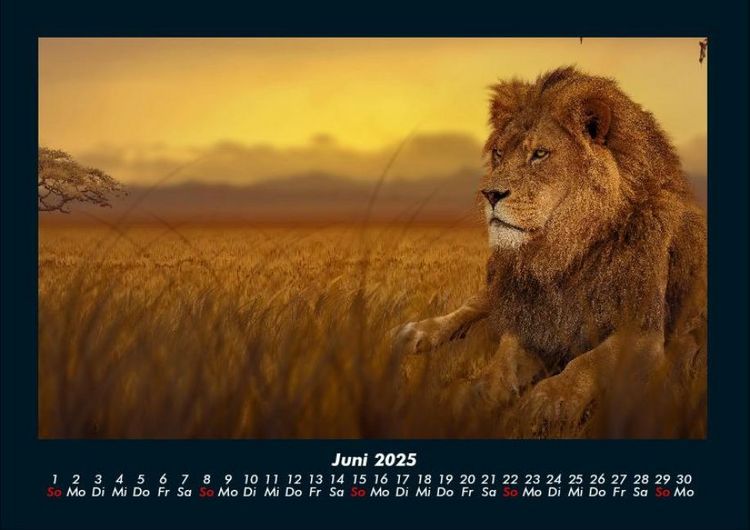 Produktbild: Tierkalender 2025 Fotokalender DIN A4