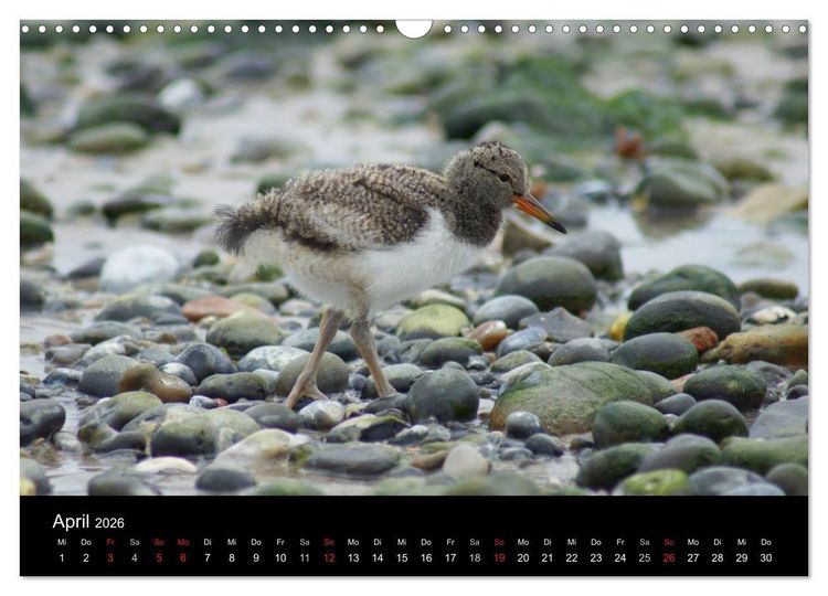 Produktbild: Hochseeeinsel Helgoland (Wandkalender 2026 DIN A3 quer), CALVENDO Monatskalender
