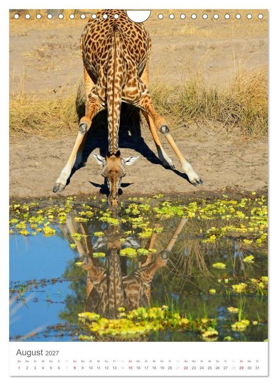 Produktbild: Magie des Augenblicks - Giraffen - Riesen der Savanne (Wandkalender 2027 DIN A4 hoch), CALVENDO Monatskalender