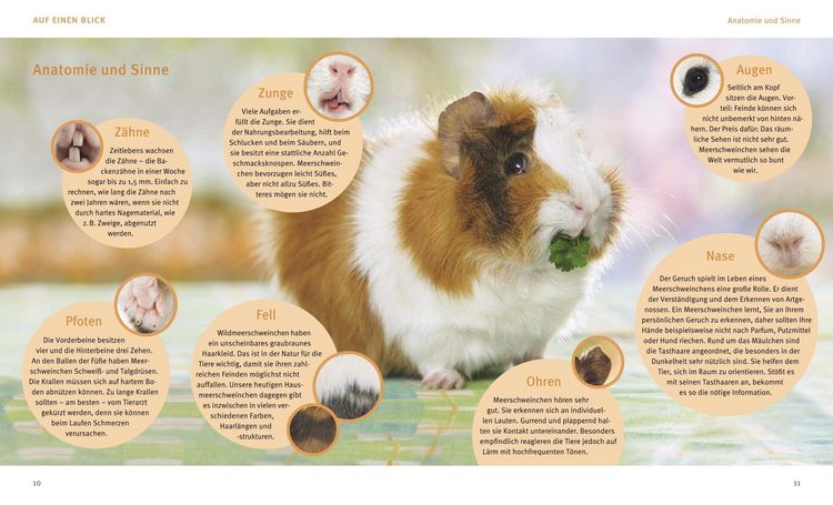 Produktbild: Meerschweinchen