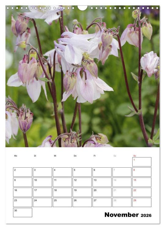 Produktbild: Zauberhafte Akeleien (Wandkalender 2026 DIN A3 hoch), CALVENDO Monatskalender