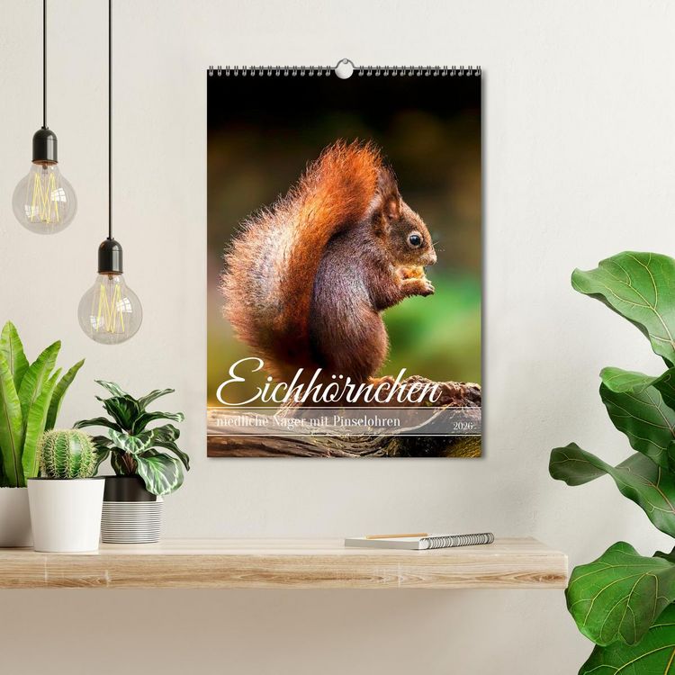 Produktbild: Niedlicher Nager - Das Eichh&ouml;rnchen (Wandkalender 2026 DIN A3 hoch), CALVENDO Monatskalender