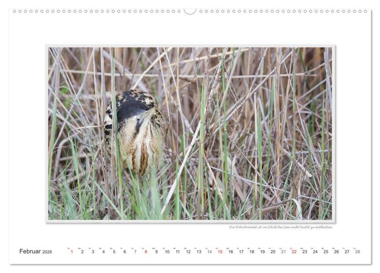 Produktbild: Neusiedler See / CH-Version (Wandkalender 2026 DIN A2 quer), CALVENDO Monatskalender