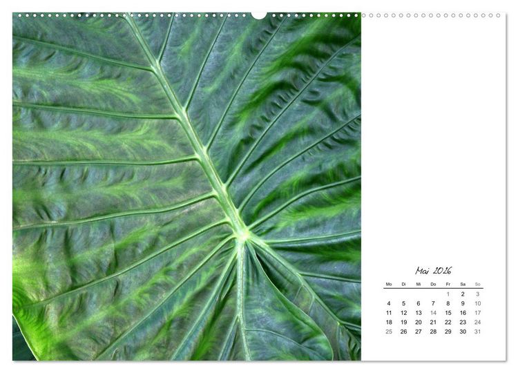 Produktbild: Blattkunst (hochwertiger Premium Wandkalender 2026 DIN A2 quer), Kunstdruck in Hochglanz