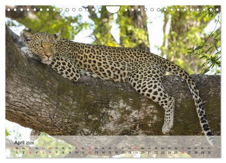 Produktbild: Leoparden. Elegante J&auml;ger (Wandkalender 2026 DIN A4 quer), CALVENDO Monatskalender
