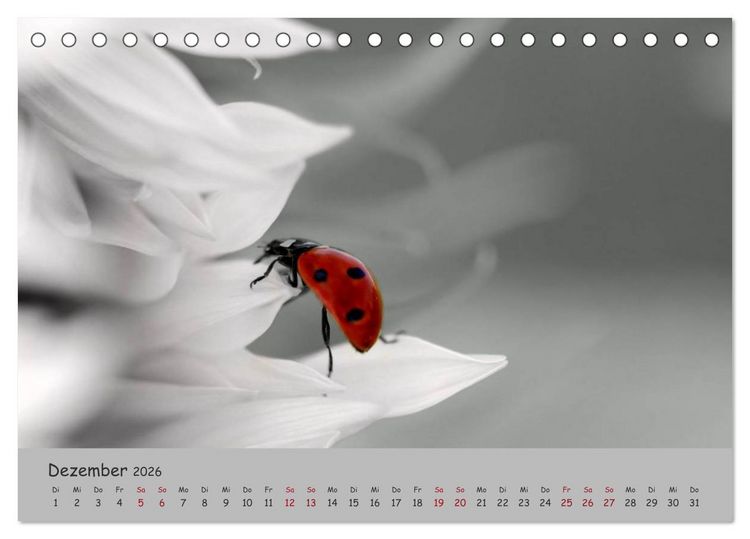 Produktbild: Gl&uuml;cksk&auml;fer (Tischkalender 2026 DIN A5 quer), CALVENDO Monatskalender