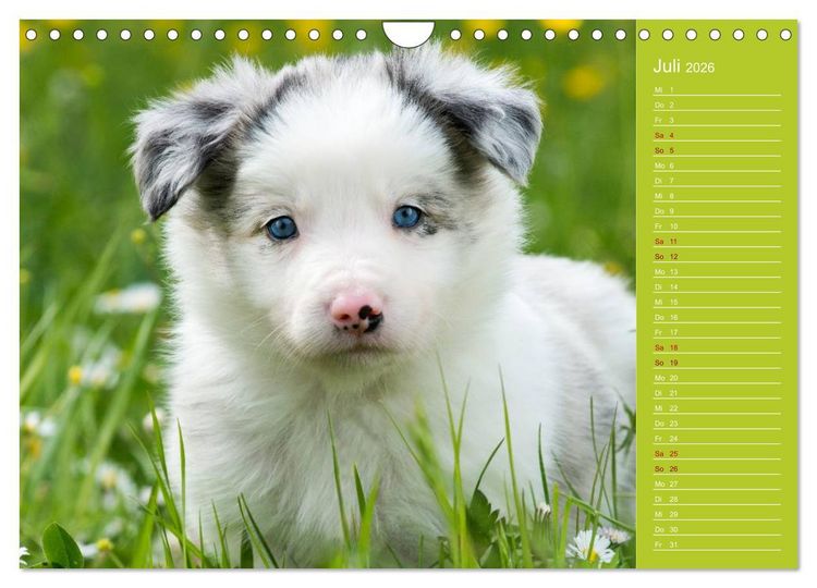 Produktbild: Border Collies - nicht nur schwarzwei&szlig; (Wandkalender 2026 DIN A4 quer), CALVENDO Monatskalender