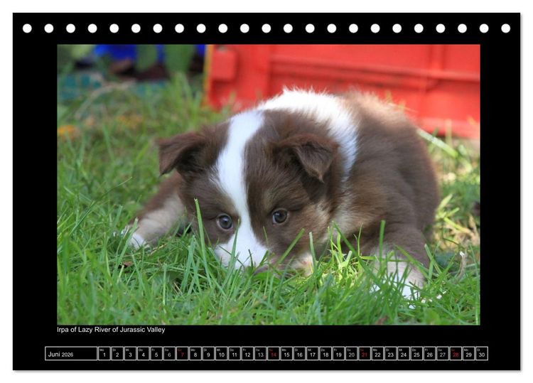 Produktbild: Islandhund - Welpen / CH-Version (Tischkalender 2026 DIN A5 quer), CALVENDO Monatskalender