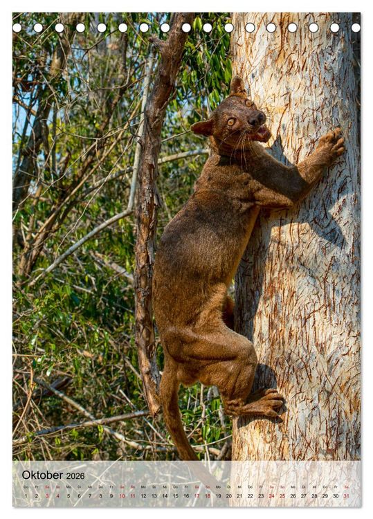 Produktbild: MADAGASKAR: Baobabs, Lemuren, Naturwunder (Tischkalender 2026 DIN A5 hoch), CALVENDO Monatskalender