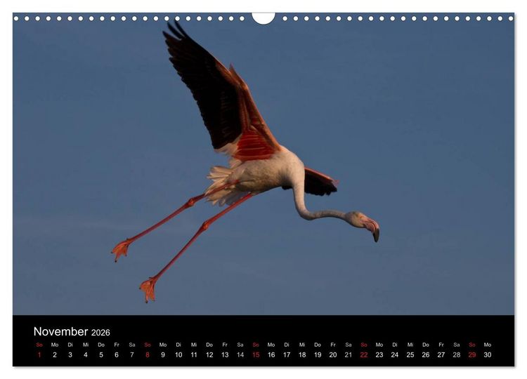 Produktbild: Flamingos der Camargue 2026 (Wandkalender 2026 DIN A3 quer), CALVENDO Monatskalender