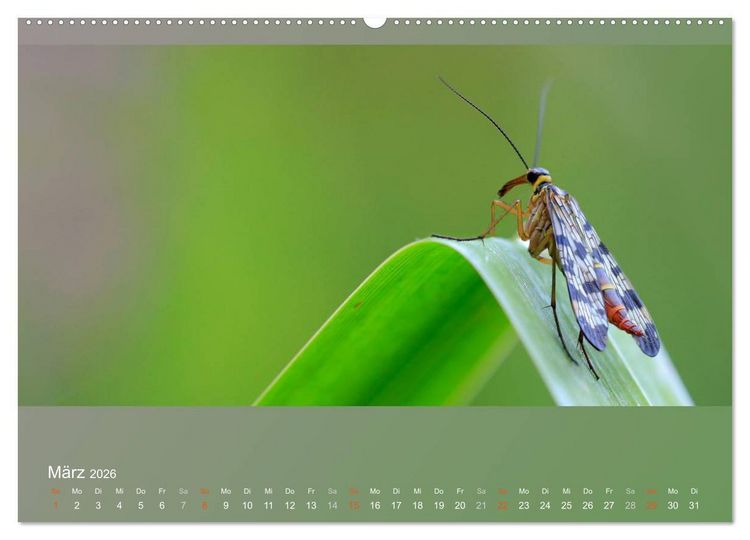 Produktbild: Falter, K&auml;fer und Co.faszinierend, doch extrem gef&auml;hrdet (Wandkalender 2026 DIN A2 quer), CALVENDO Monatskalender