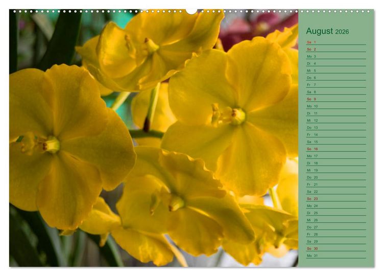 Produktbild: Farbzauber Natur Orchideen - CH Version (Wandkalender 2026 DIN A2 quer), CALVENDO Monatskalender