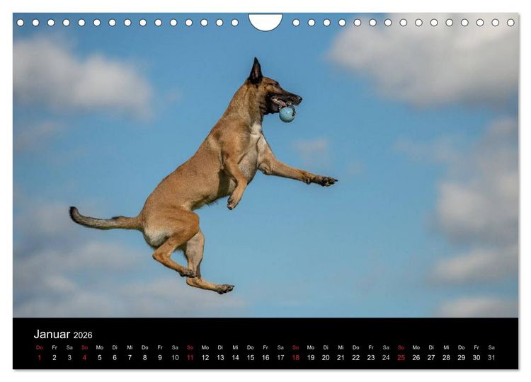 Produktbild: Belgischer Sch&auml;ferhund - Der Malinois in Action (Wandkalender 2026 DIN A4 quer), CALVENDO Monatskalender