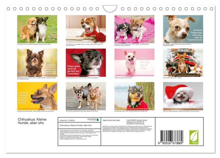 Produktbild: Chihuahua: Kleine Hunde, aber oho (Wandkalender 2026 DIN A4 quer), CALVENDO Monatskalender