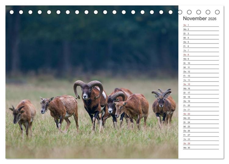Produktbild: Emotionale Momente: Muffelwild. (Tischkalender 2026 DIN A5 quer), CALVENDO Monatskalender