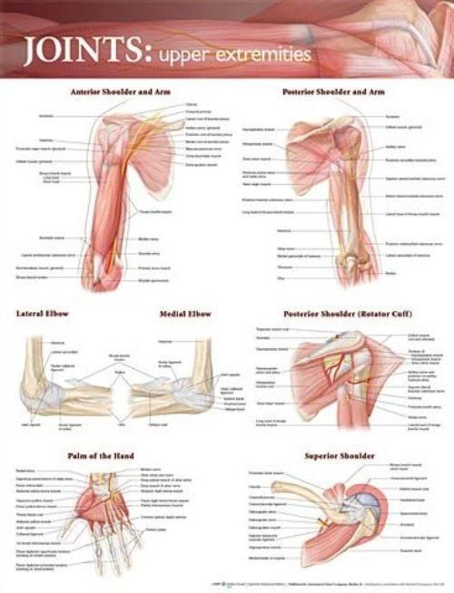 Produktbild: Joints of the Upper Extremities Anatomical Chart