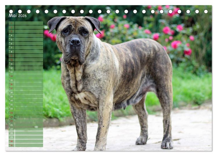 Produktbild: Dogo Canario (Tischkalender 2026 DIN A5 quer), CALVENDO Monatskalender