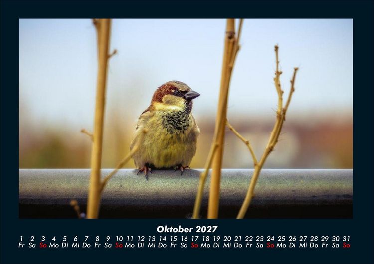 Produktbild: Vogelparadies 2027 Fotokalender DIN A4