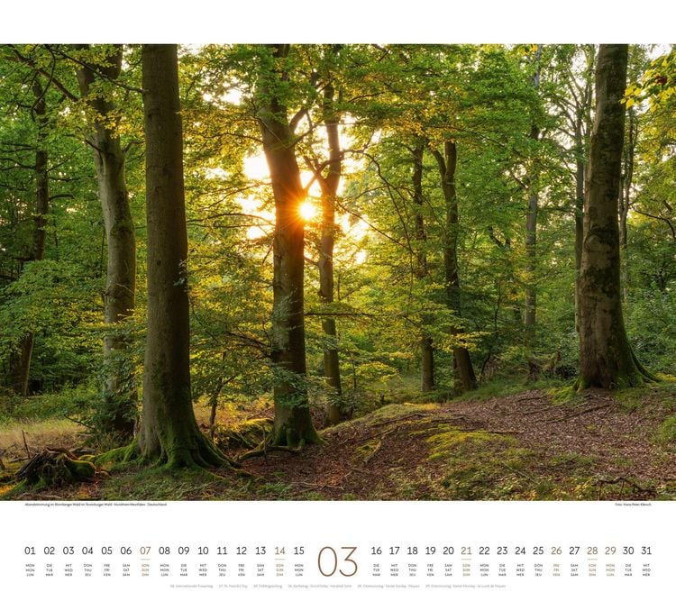 Produktbild: Wald Kalender 2027