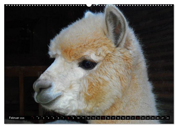 Produktbild: Alpakas und Lamas (Wandkalender 2026 DIN A2 quer), CALVENDO Monatskalender