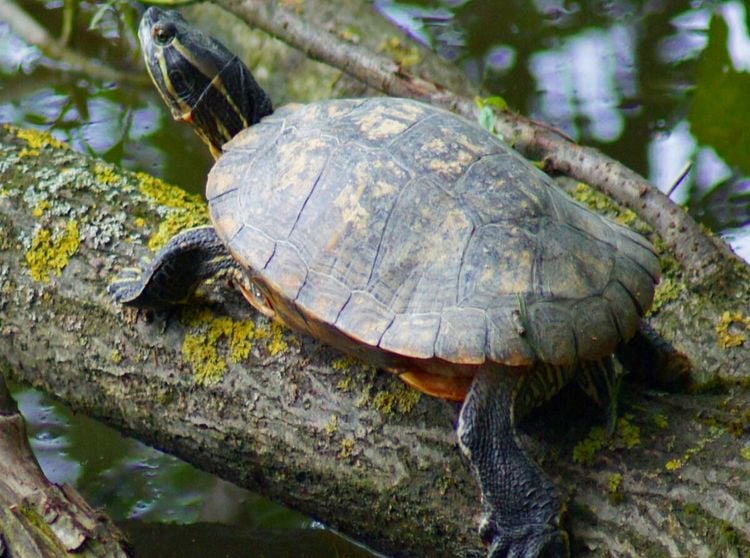 Produktbild: Wasserschildkr&ouml;te (Puzzle)
